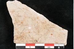 Foto (Detailansicht) von Hypnum sagorianum Ettingshausen (NHMW-GEO-2024-0188-6734)